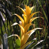 Bromeliad-Yellow-001