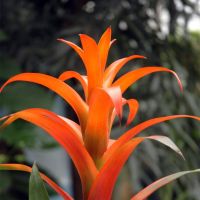 Bromeliad-Orange-001