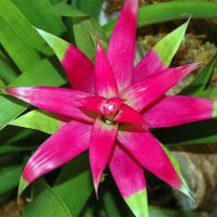 Bromeliad-004