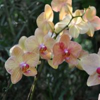 Orchid-003