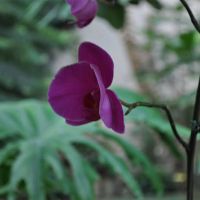 Orchid-007