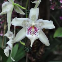 Orchid-011