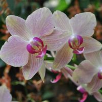 Orchid-012