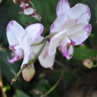 Orchid-015