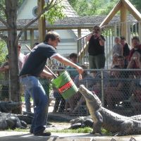 Watch the Gator Show