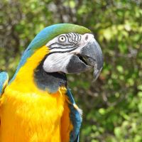 Bird Show - Blue and Gold Macaw