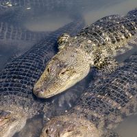 Gator Show