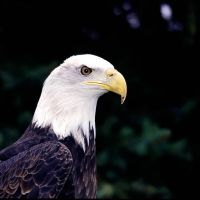 Cheyenne the Bald Eagle