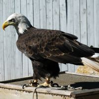 Cheyenne the Bald Eagle