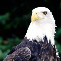 Cheyenne the Bald Eagle