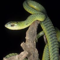 Boomslang