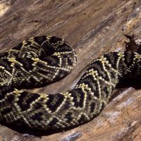 Eastern Diamondback Rattlesnake