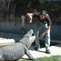 Gator Show