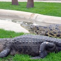 Gator Show