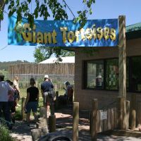 See the Giant Tortoises