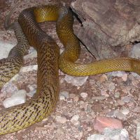 Fierce Snake or Inland Taipan