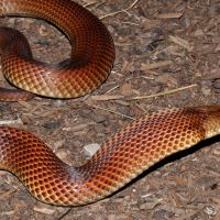 King Brown Snake