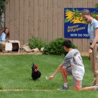 Lewis the chicken at the Bird Show