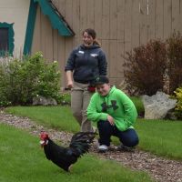 Lewis the chicken at the Bird Show