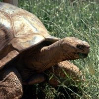 Methuselah the Galapagos Tortoise