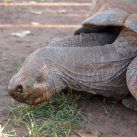 Methuselah the Galapagos Tortoise