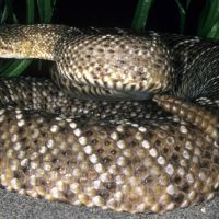 Mexican West Coast Rattlesnake