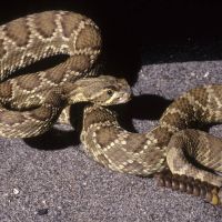 Mojave Rattlesnake