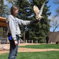 Nova the European Barn Owl at the Bird Show