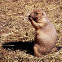 Prairie Dog Town