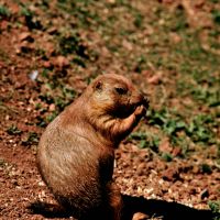 Prairie Dog Town