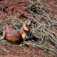 Prairie Dog Town