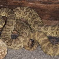 Prairie Rattlesnake