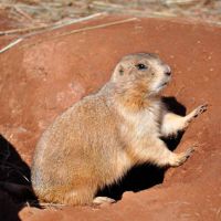 Prairie Dog Town