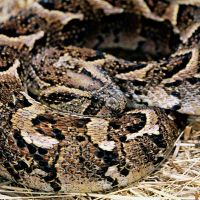 Puff Adder