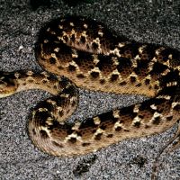 Saw Scaled Viper