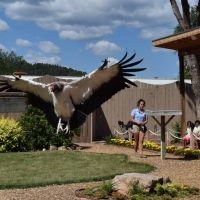 King Vulture at the Bird Show