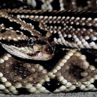 South American Rattlesnake