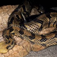 Timber Rattlesnake