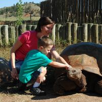 Pet a Giant Tortoise