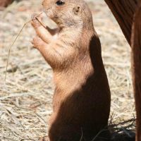 Mr Prairie Dog