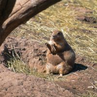 Prairie Dog Town