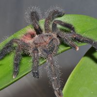 Salmon Pink Tarantula