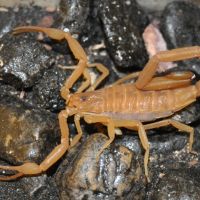 Bark Scorpion