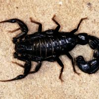 Emperor Scorpion