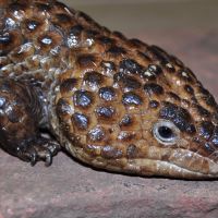 Shingleback Skink