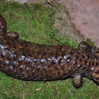 Shingleback Skink