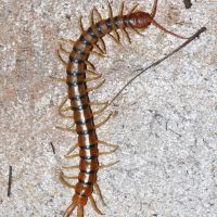 South Dakota Centipede