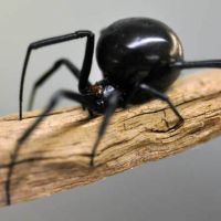 Black Widow