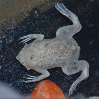 Surinam Toad