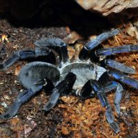 Cobalt Blue Tarantula